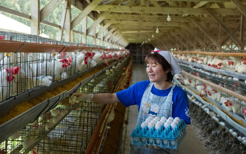 nông trại gà tại nhật bản nông trại gà tại nhật bản